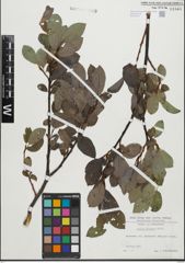 Foto von Salix glabra Scop.